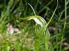 Pterostylis falcata - Sickle Greenhood.jpg